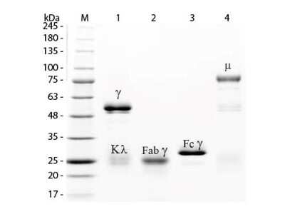 SDS-Page: Rabbit IgG Isotype Control [Agarose Immobilized] [NBP1-97118] - Lane M: 3 uL Opal Prestained Marker. Lane 1: Reduced Rabbit IgG Whole Molecule Agarose Conjugated. Lane 2: Reduced Rabbit IgG F(ab) Fragment. Lane 3: Reduced Rabbit IgG F(c) Fragment. Lane 4: Reduced Rabbit IgM Whole Molecule. Load: 1 ug for F(ab) and F(c); 1.2 ug for IgG and IgM.